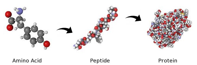 Peptide lại chính là thành phần quan trọng nhất trong việc cấu tạo nên collagen